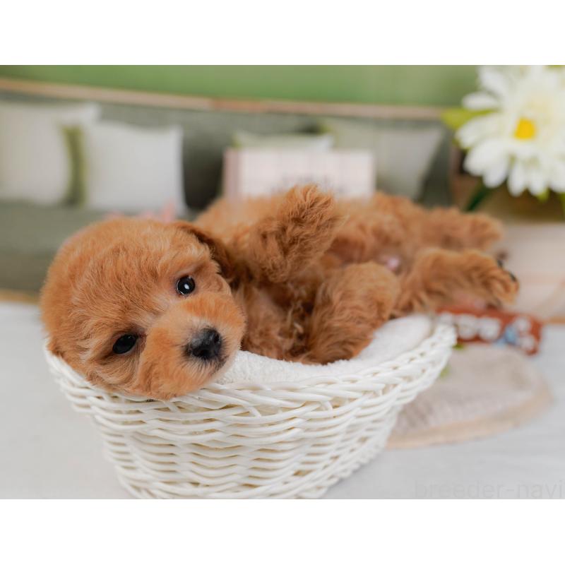 販売中の神奈川県のトイプードル-428802の8枚目