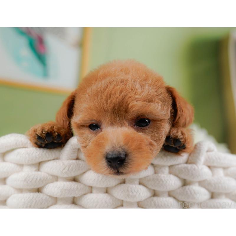 販売中の神奈川県のトイプードル-428802の7枚目