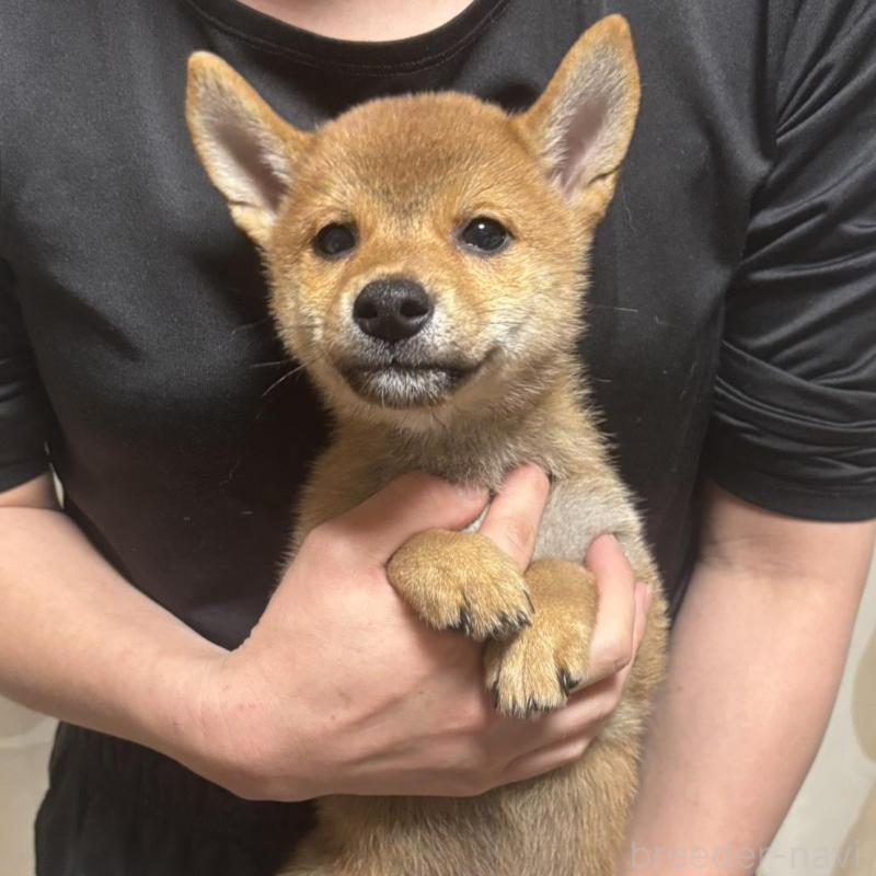 販売中の香川県の柴犬-428446の5枚目