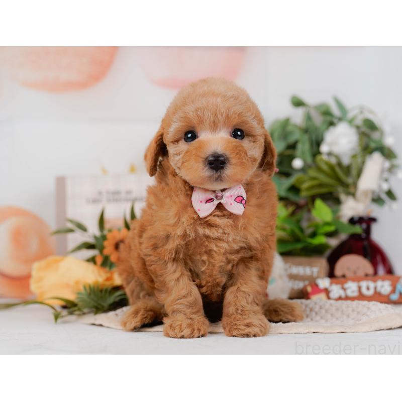 販売中の神奈川県のトイプードル-428805の14枚目