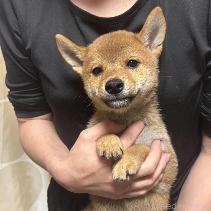 販売中の香川県の柴犬-428446の4枚目