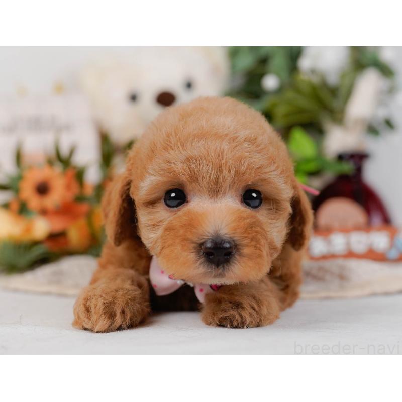 販売中の神奈川県のトイプードル-428805の13枚目