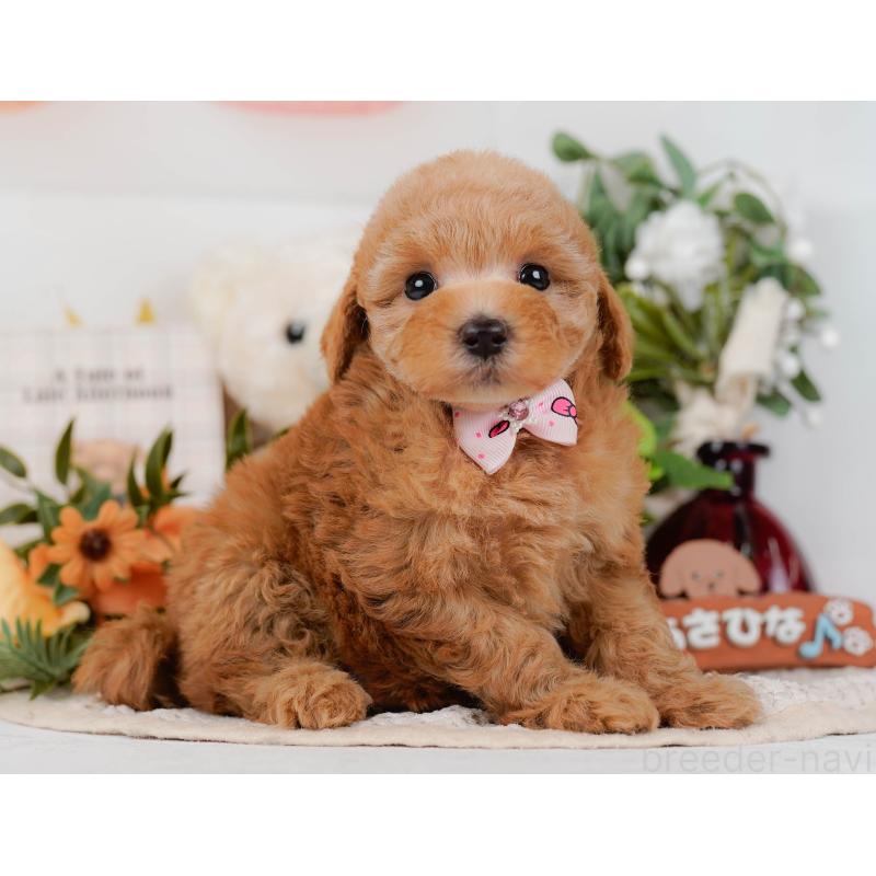 販売中の神奈川県のトイプードル-428805の12枚目