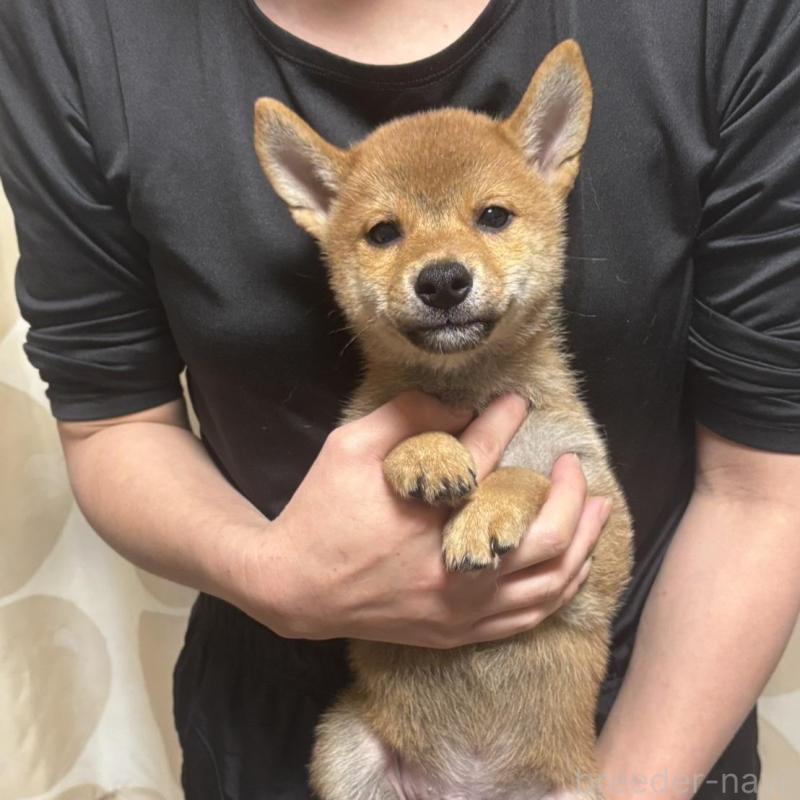 販売中の香川県の柴犬-428446の3枚目