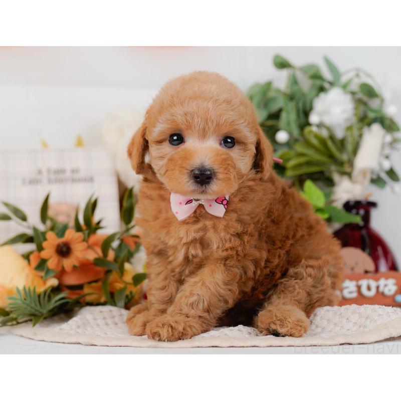 販売中の神奈川県のトイプードル-428805の11枚目