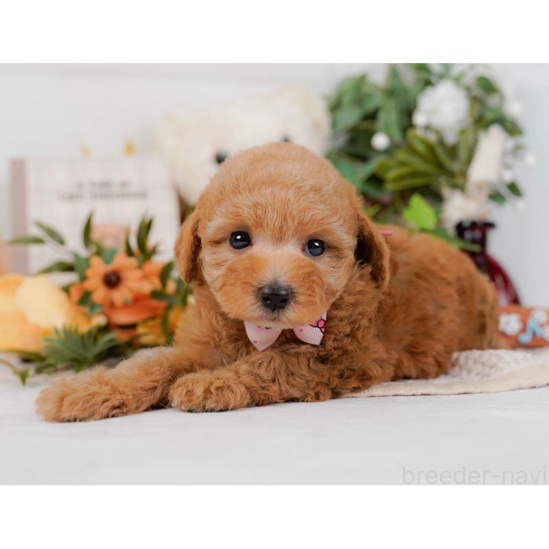 販売中の神奈川県のトイプードル-428805の10枚目