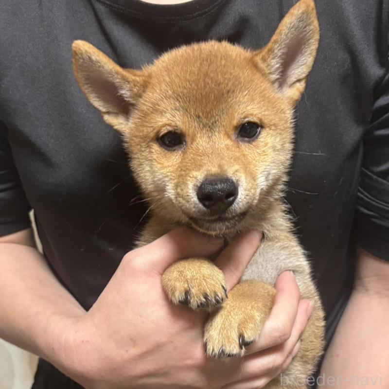 販売中の香川県の柴犬-428446の2枚目