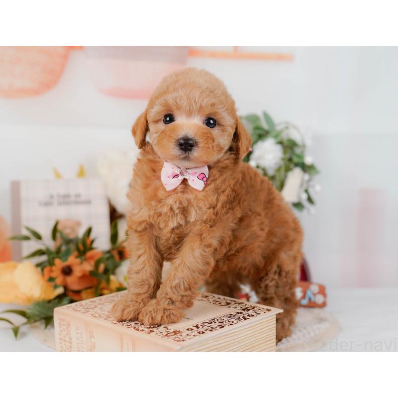 販売中の神奈川県のトイプードル-428805の9枚目