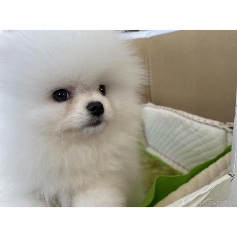 成約済の岐阜県のポメラニアン-420855の4枚目