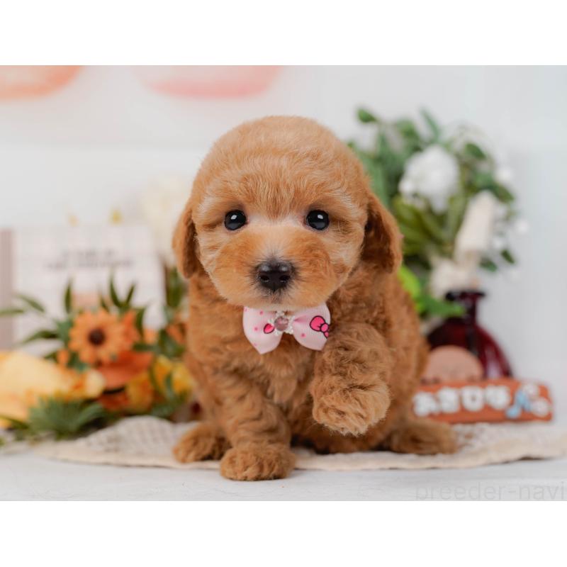 販売中の神奈川県のトイプードル-428805の8枚目