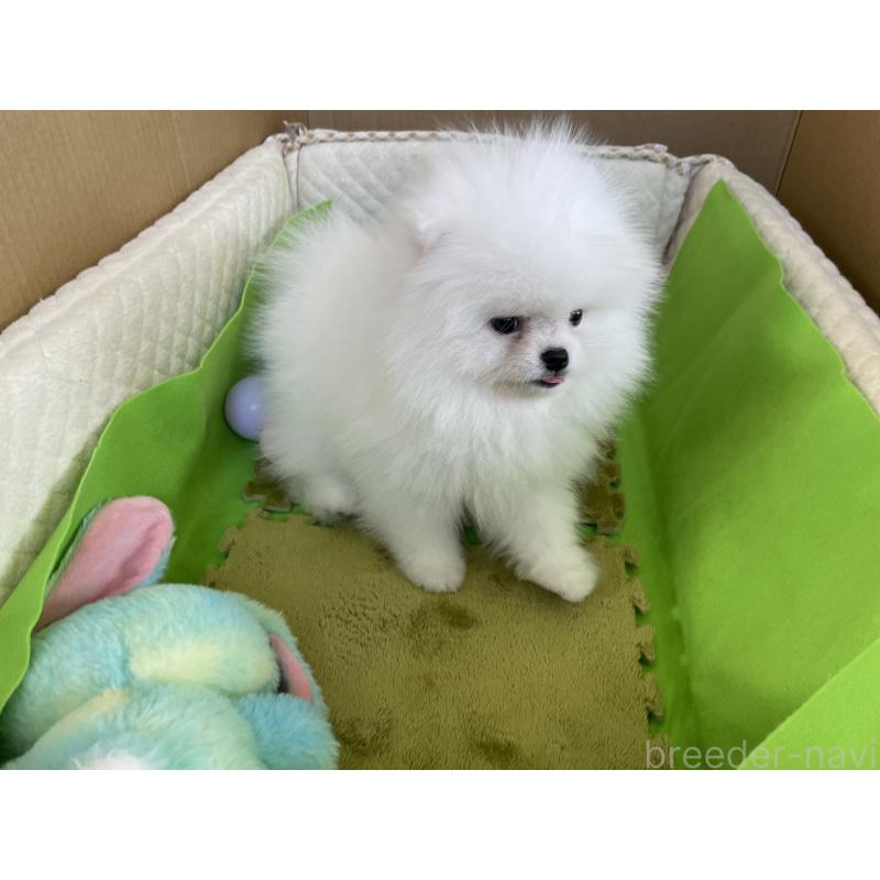 成約済の岐阜県のポメラニアン-420855の3枚目