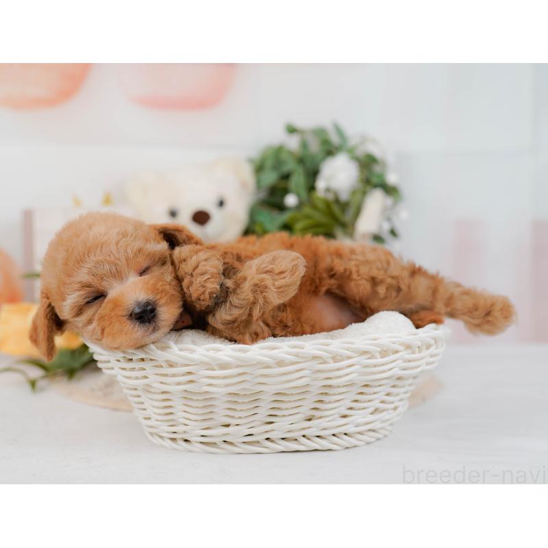 販売中の神奈川県のトイプードル-428805の7枚目