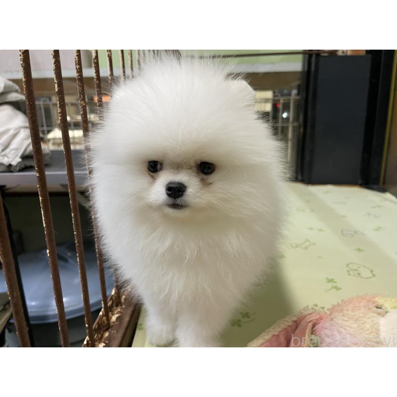 成約済の岐阜県のポメラニアン-420855の2枚目