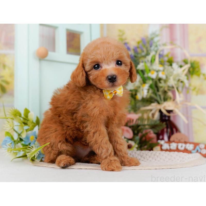 販売中の神奈川県のトイプードル-428807の12枚目