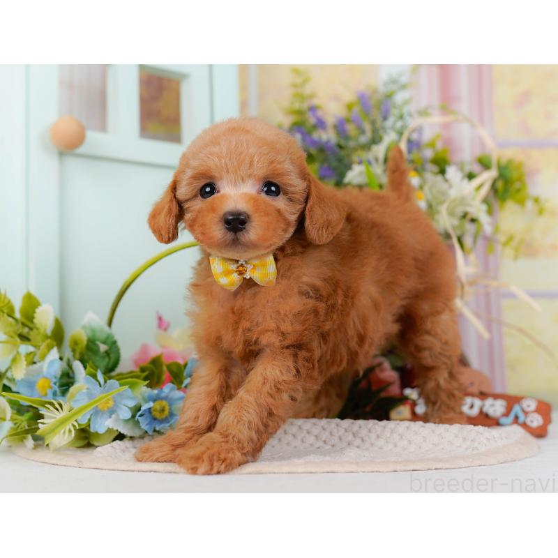 販売中の神奈川県のトイプードル-428807の11枚目