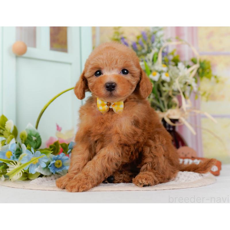 販売中の神奈川県のトイプードル-428807の10枚目