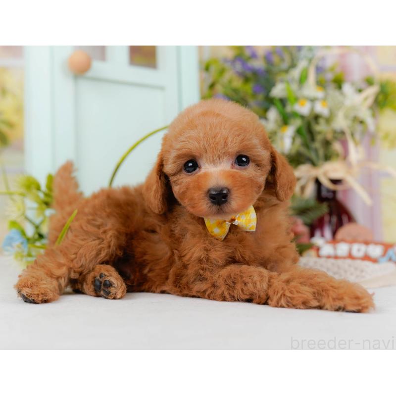 販売中の神奈川県のトイプードル-428807の9枚目