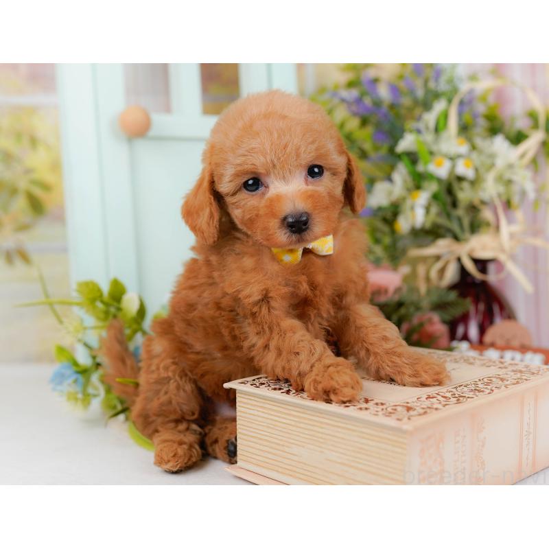 販売中の神奈川県のトイプードル-428807の8枚目