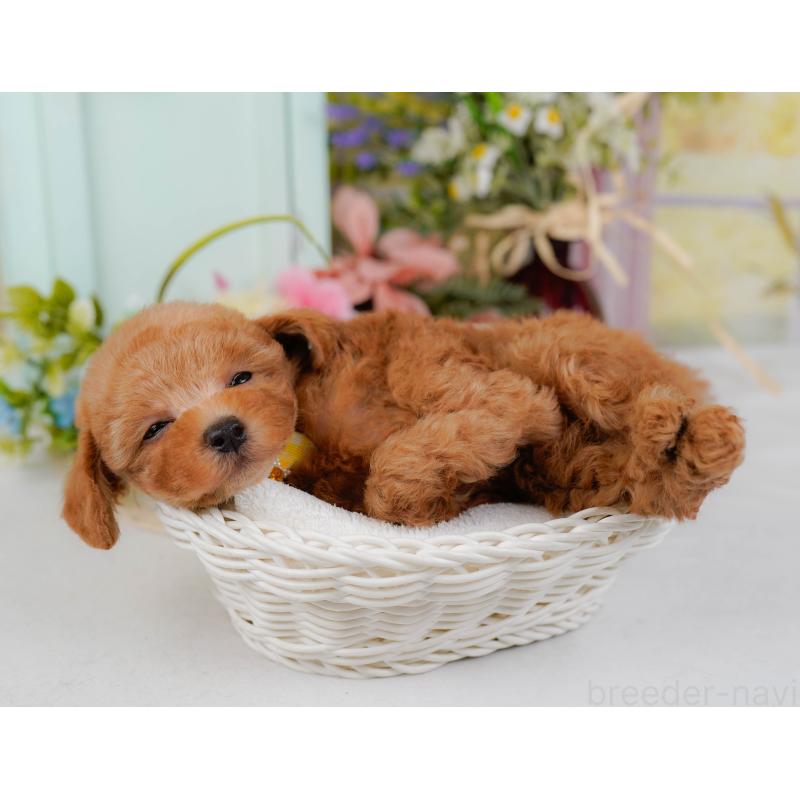 販売中の神奈川県のトイプードル-428807の7枚目