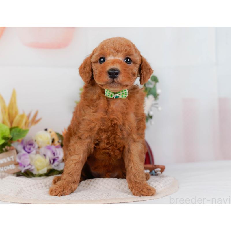 販売中の神奈川県のトイプードル-428808の14枚目