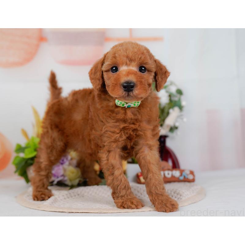 販売中の神奈川県のトイプードル-428808の13枚目