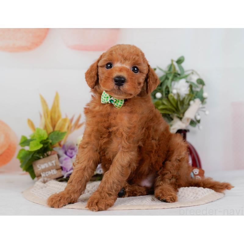 販売中の神奈川県のトイプードル-428808の12枚目