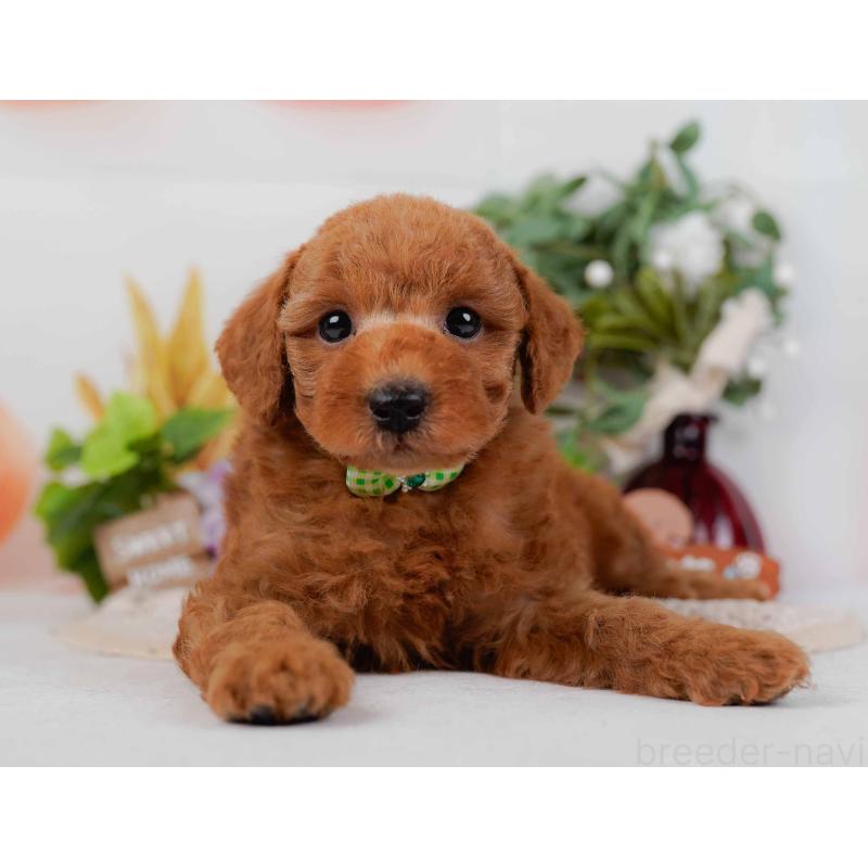 販売中の神奈川県のトイプードル-428808の11枚目