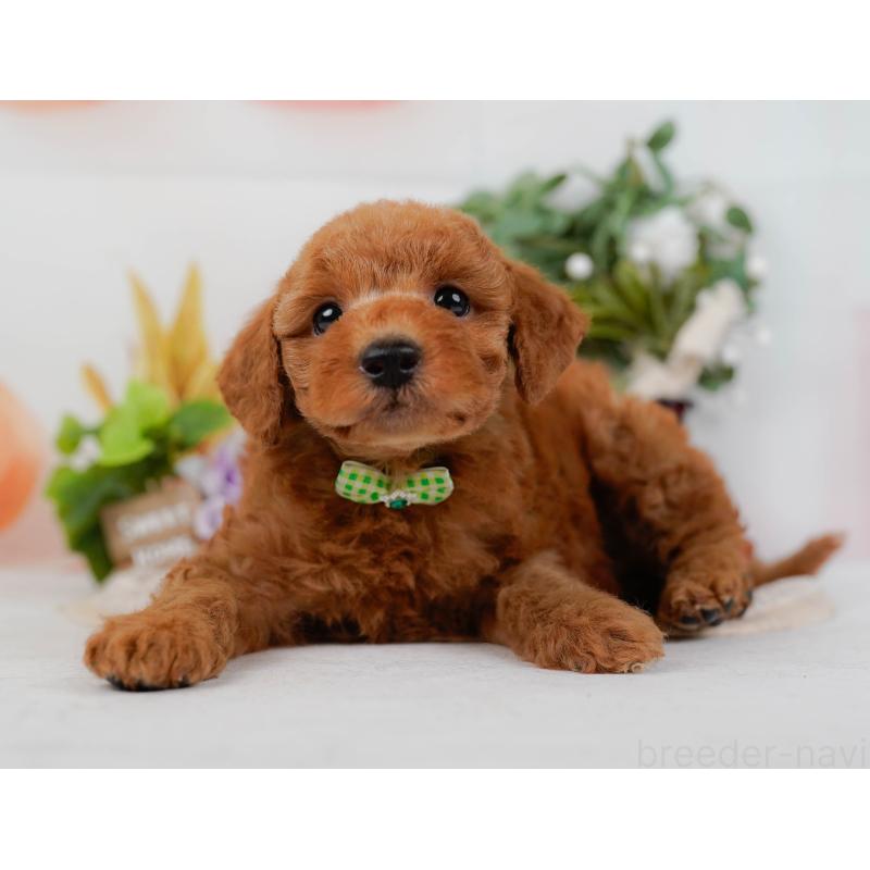 販売中の神奈川県のトイプードル-428808の10枚目