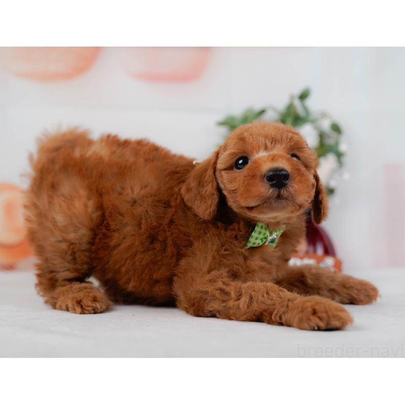 販売中の神奈川県のトイプードル-428808の9枚目