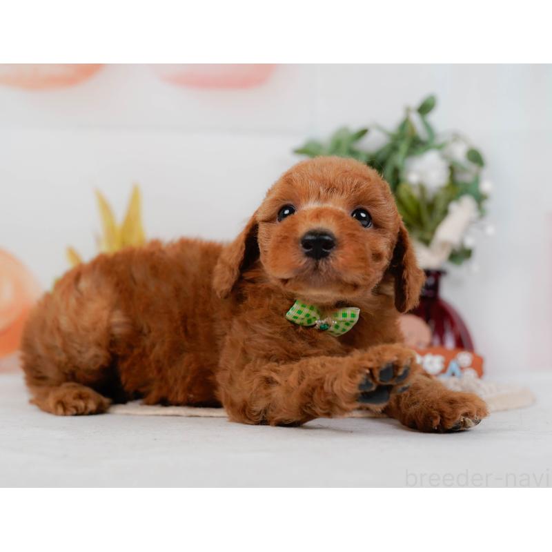 販売中の神奈川県のトイプードル-428808の8枚目