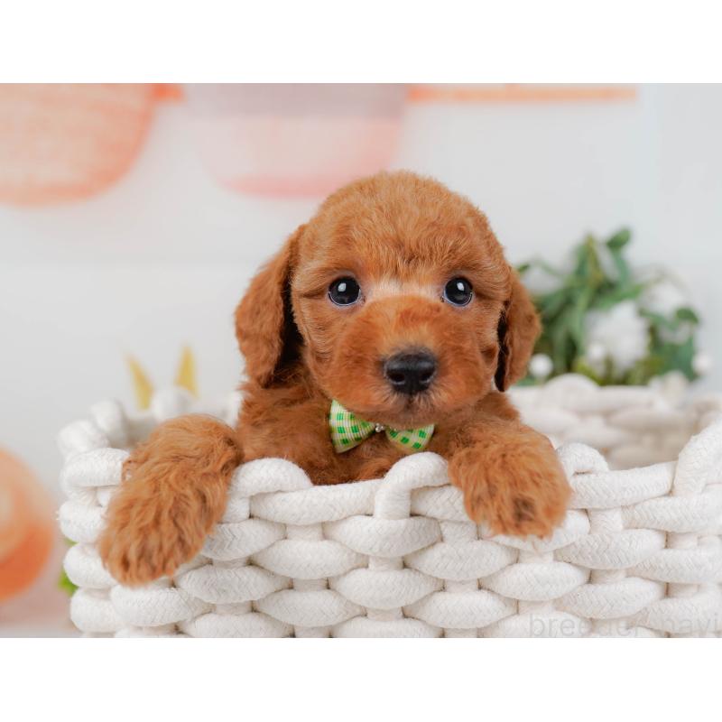 販売中の神奈川県のトイプードル-428808の7枚目