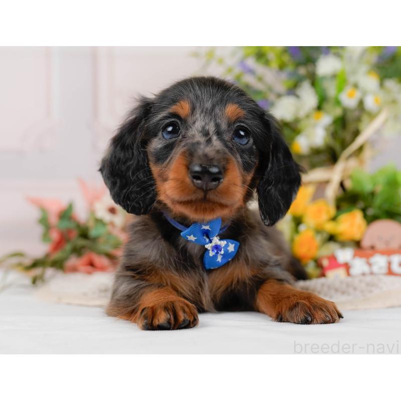 販売中の神奈川県のミニチュアダックスフンド(ロングヘアード)-428784の14枚目