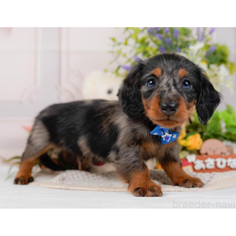 販売中の神奈川県のミニチュアダックスフンド(ロングヘアード)-428784の13枚目