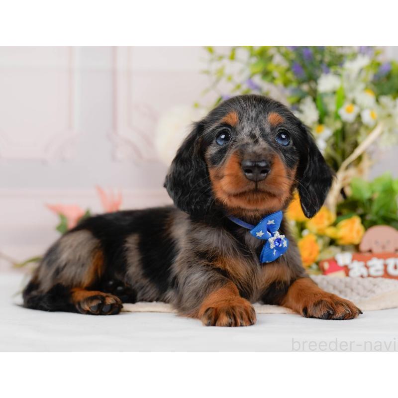 販売中の神奈川県のミニチュアダックスフンド(ロングヘアード)-428784の12枚目