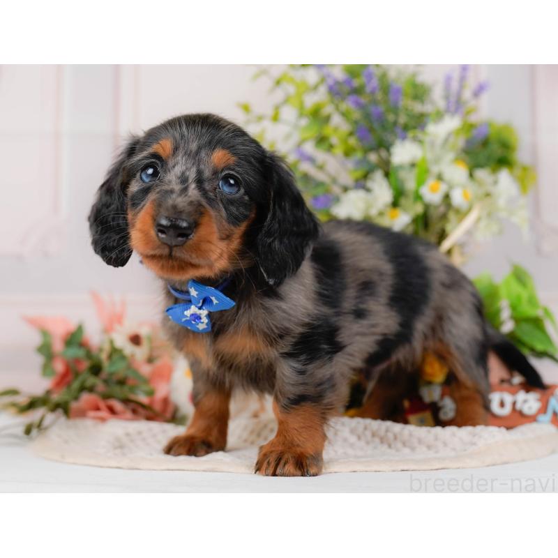 販売中の神奈川県のミニチュアダックスフンド(ロングヘアード)-428784の11枚目