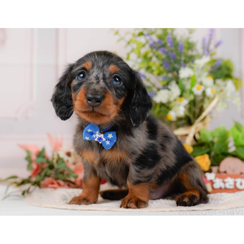 販売中の神奈川県のミニチュアダックスフンド(ロングヘアード)-428784の10枚目