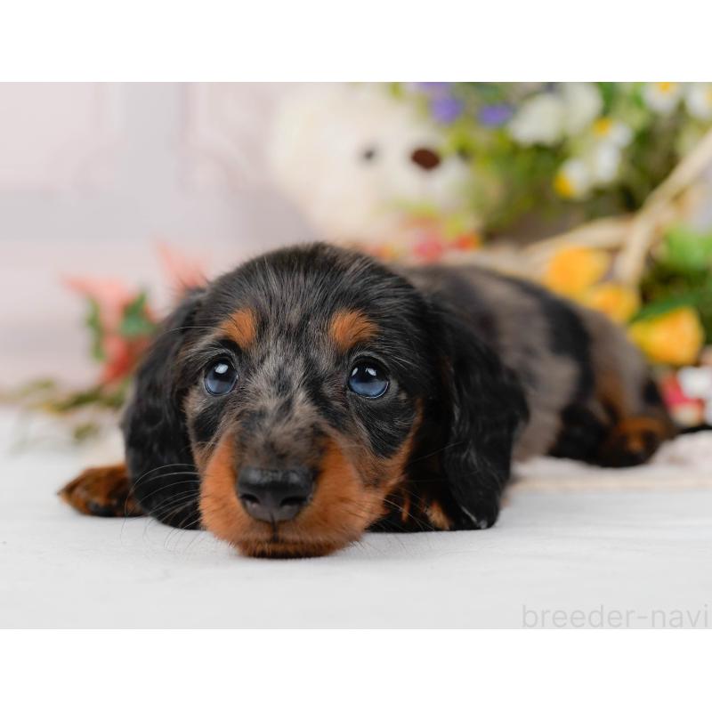 販売中の神奈川県のミニチュアダックスフンド(ロングヘアード)-428784の9枚目