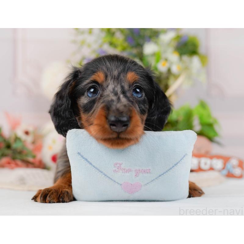 販売中の神奈川県のミニチュアダックスフンド(ロングヘアード)-428784の8枚目