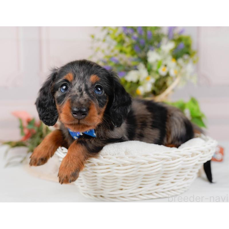 販売中の神奈川県のミニチュアダックスフンド(ロングヘアード)-428784の7枚目