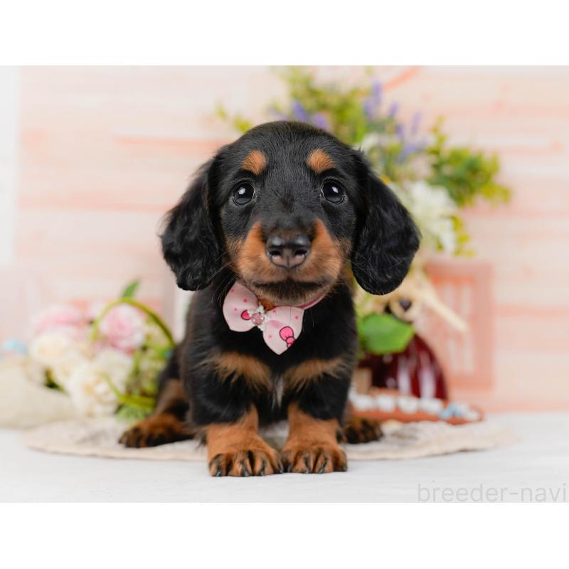 販売中の神奈川県のミニチュアダックスフンド(ロングヘアード)-428787の14枚目