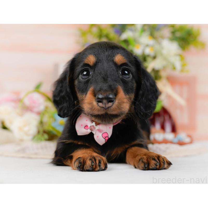 販売中の神奈川県のミニチュアダックスフンド(ロングヘアード)-428787の13枚目