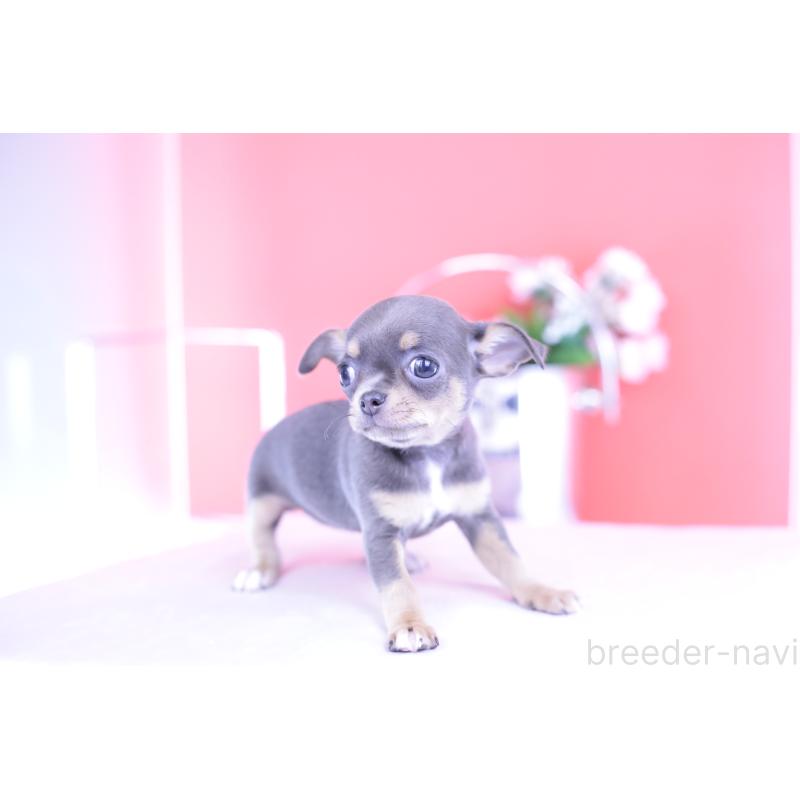 成約済の愛知県のチワワ(スムースコート)-426224の11枚目