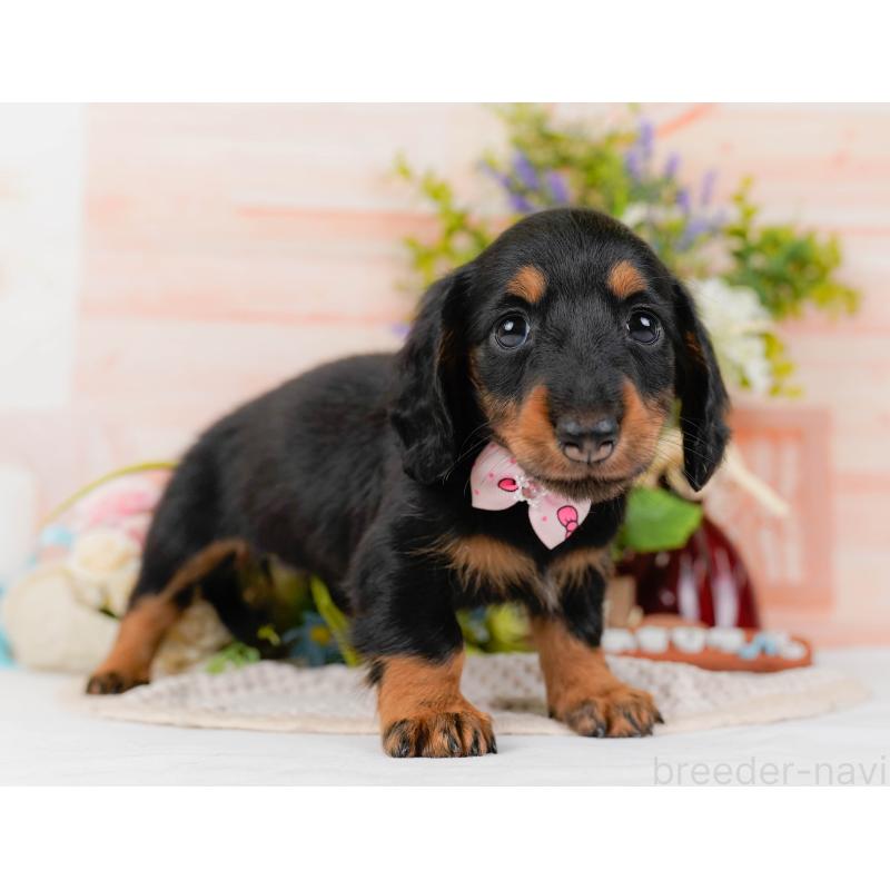 販売中の神奈川県のミニチュアダックスフンド(ロングヘアード)-428787の12枚目