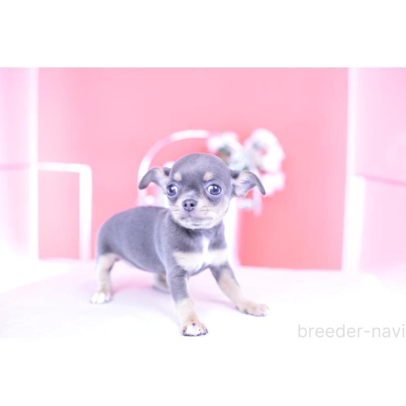 成約済の愛知県のチワワ(スムースコート)-426224の10枚目