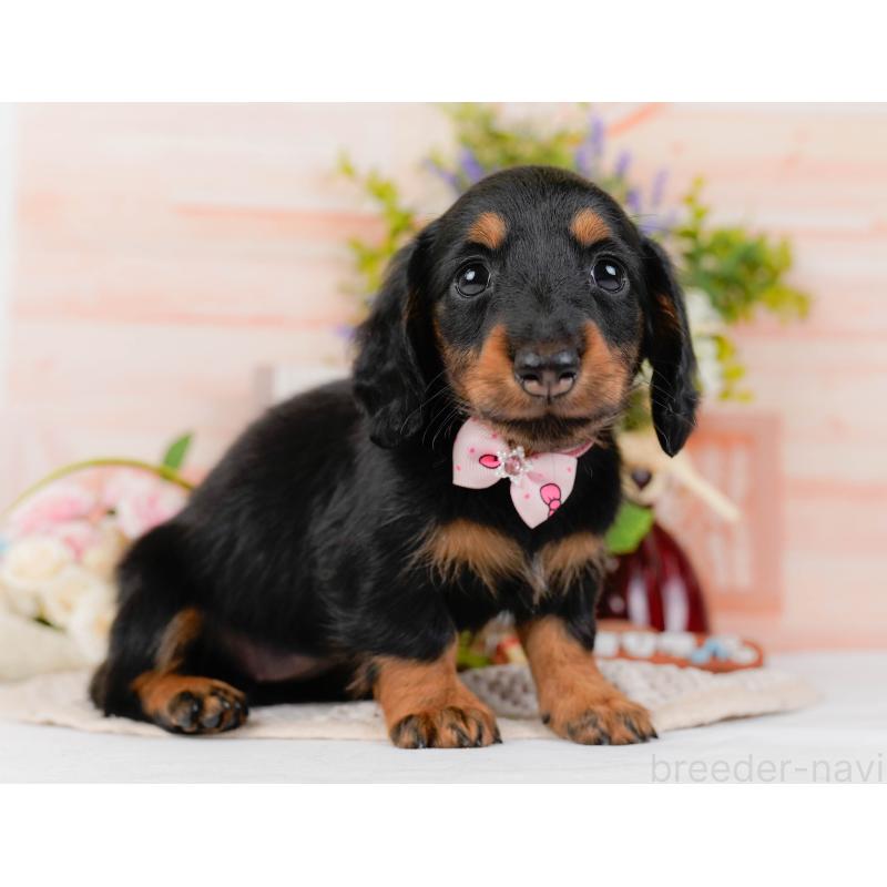 販売中の神奈川県のミニチュアダックスフンド(ロングヘアード)-428787の11枚目