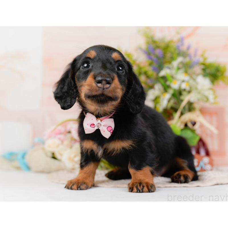 販売中の神奈川県のミニチュアダックスフンド(ロングヘアード)-428787の10枚目