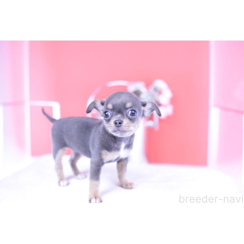 成約済の愛知県のチワワ(スムースコート)-426224の9枚目