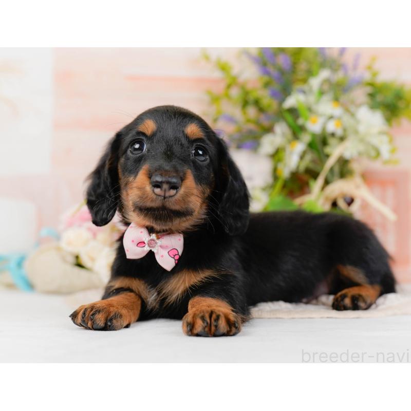 販売中の神奈川県のミニチュアダックスフンド(ロングヘアード)-428787の9枚目