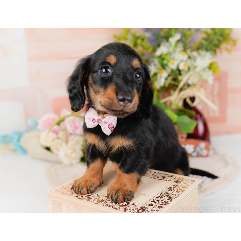 販売中の神奈川県のミニチュアダックスフンド(ロングヘアード)-428787の8枚目