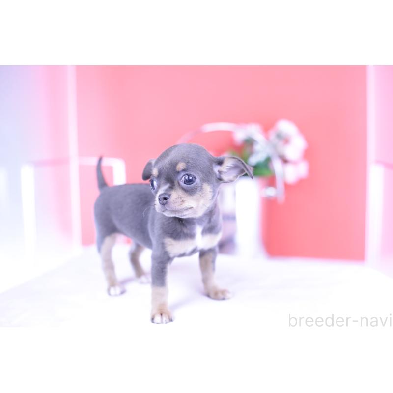 成約済の愛知県のチワワ(スムースコート)-426224の8枚目